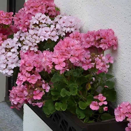 Gemuetliche In * Holzhau