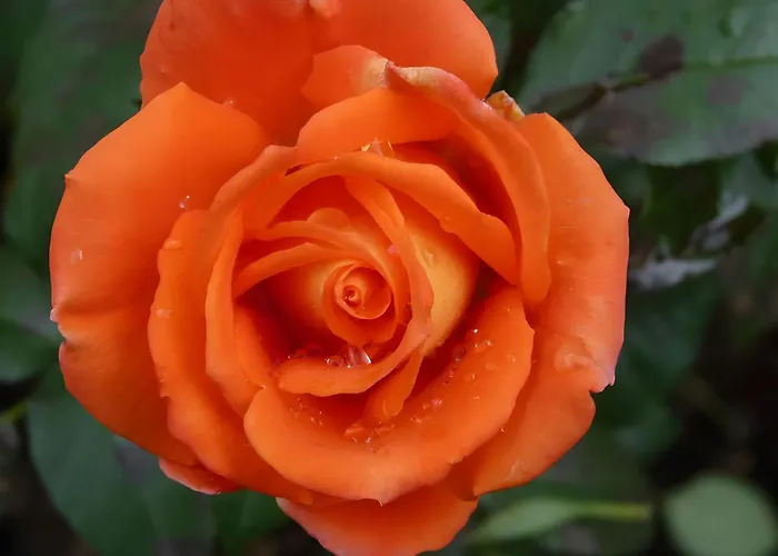 Апартаменты Gemuetliche In